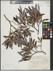 Foto von Salix appendiculata Vill. x Salix eleagnos Scop.